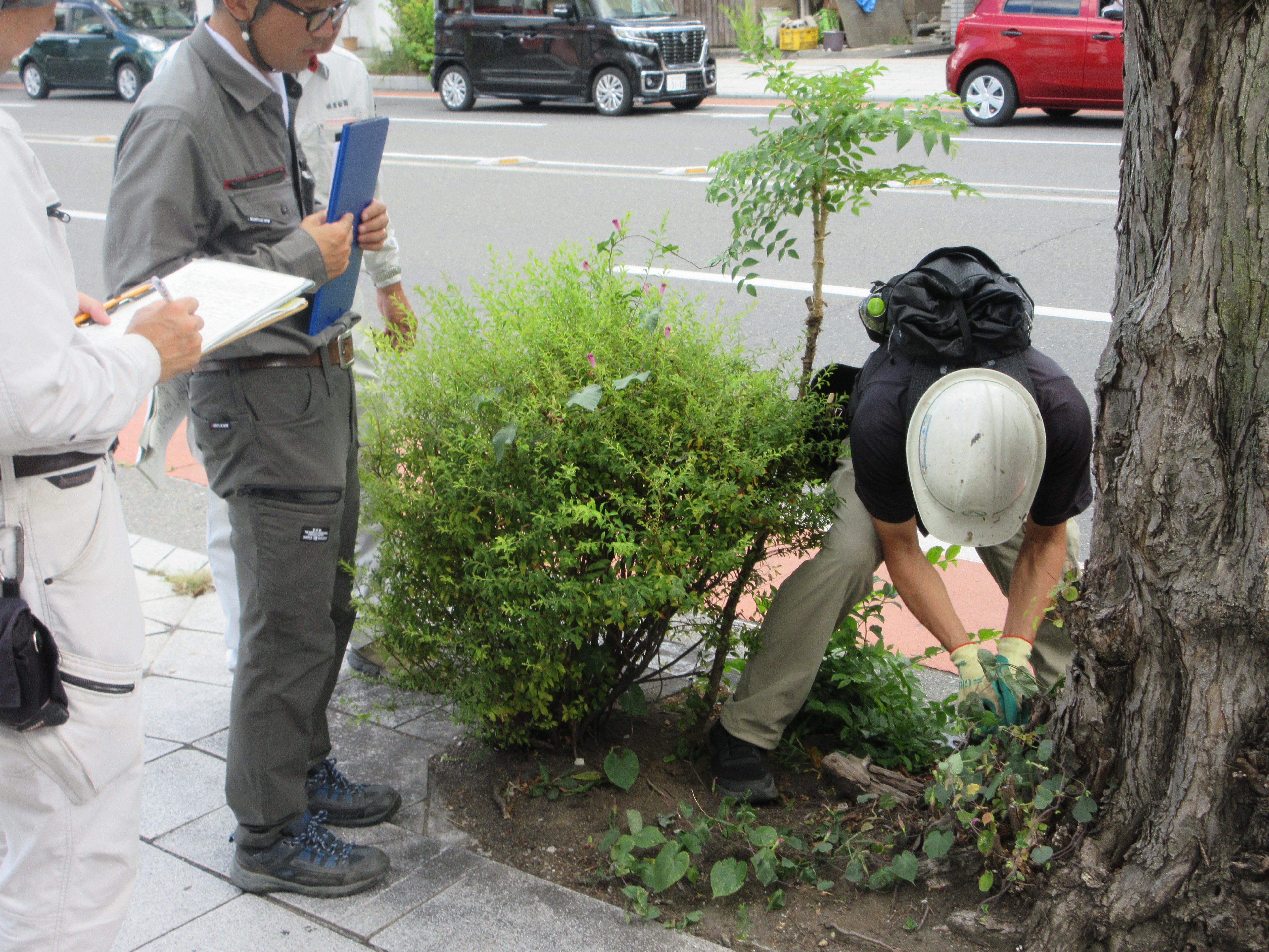 松本駅前通りの街路樹の点検を行いました。